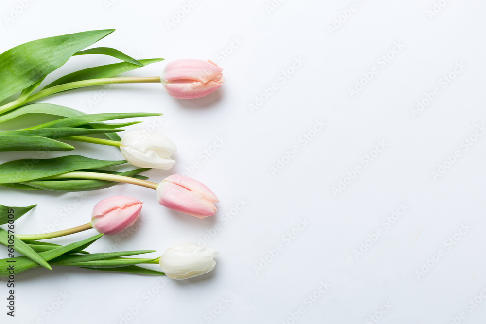 Pink and white tulips on a colored holiday frame Background. Floral spring background for March 8, birthday, mother's day. copy space top view flat lay