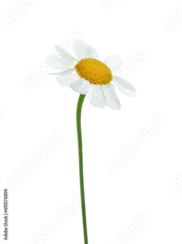 Beautiful tender chamomile flower isolated on white