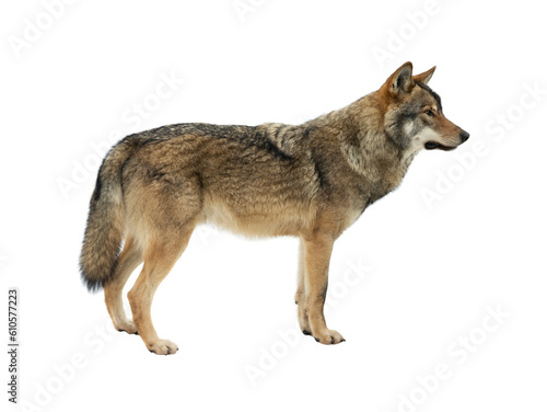 gray wolf  isolated on white background