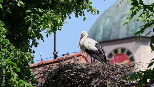 White Stork, Ciconia ciconia with small babies on the nest in Oettingen, Swabia, Bavaria, Germany in Europe. Ciconia ciconia is a bird in the stork family Ciconiidae.Its plumage is mainly white