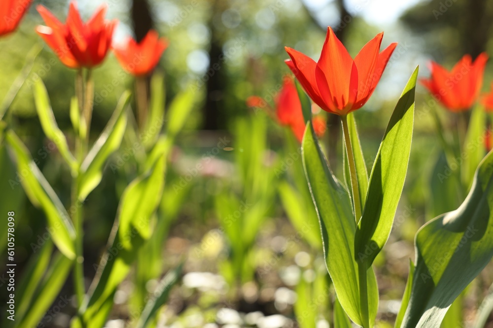 Fototapeta premium Beautiful red tulips growing outdoors on sunny day, closeup