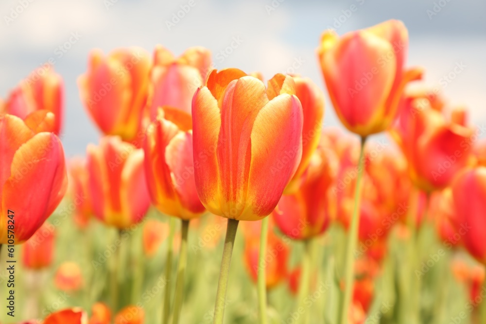 Beautiful colorful tulip flowers growing in field, closeup