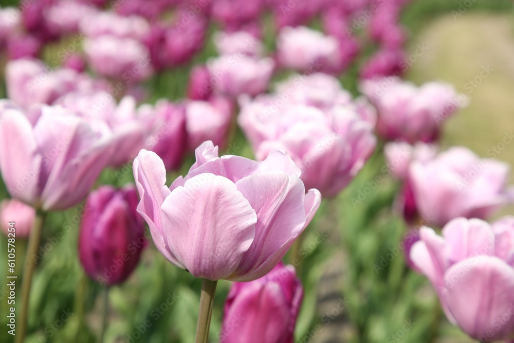 Beautiful tulip flowers growing in field, closeup Beautiful tulip flowers growing in field, closeup