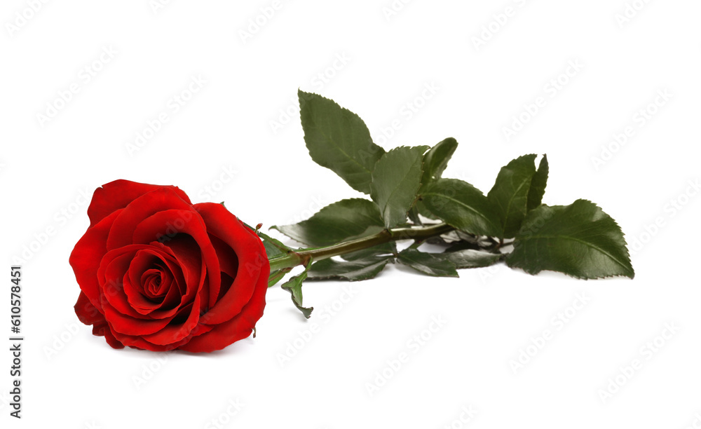 Fototapeta premium Beautiful fresh red rose isolated on white