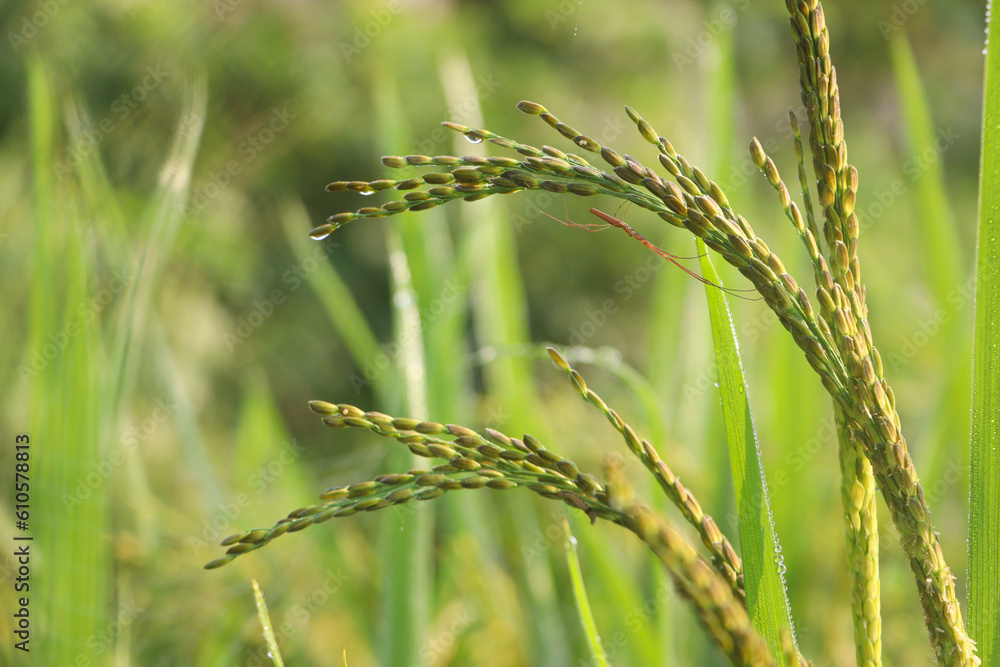 Beautiful growing ears of rice in the countryside of Bangladesh Beautiful growing ears of rice in the countryside of Bangladesh