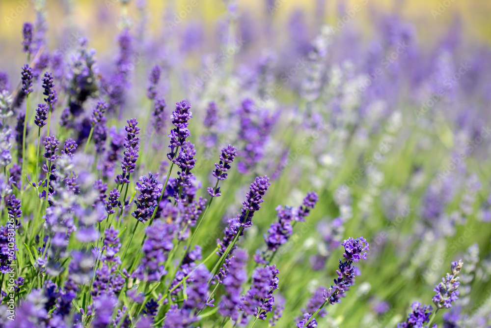 Obraz premium Spring lavender flowers under sunlight. Lilac flowers close up. Beautiful landscape of nature with a panoramic view. Hi spring. long banner