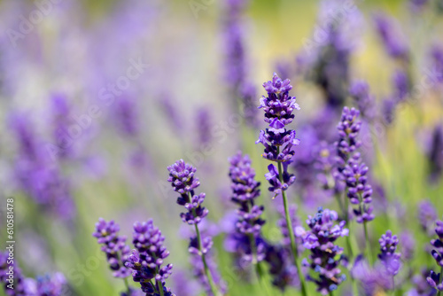 Spring lavender flowers under sunlight. Lilac flowers close up. Beautiful landscape of nature with a panoramic view. Hi spring. long banner