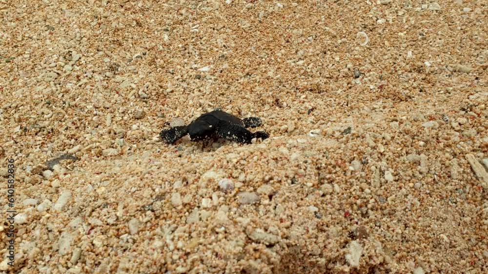 Solo baby juvenile loggerhead sea turtle hatchling on white sandy beach making its way to the ocean for first time Solo baby juvenile loggerhead sea turtle hatchling on white sandy beach making its way to the ocean for first time