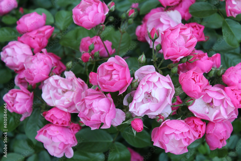 beautiful bush of pink roses