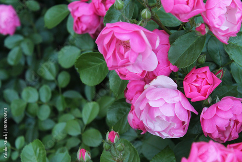 background for greeting card flowers bush of pink roses