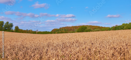 Landscape  wheat field and clouds on blue sky for countryside  farming or eco friendly background. Sustainability  growth and gold grass or grain development on empty farm for agriculture industry