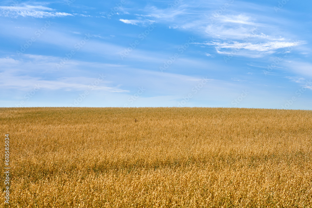 Wheat field, farming and blue sky with clouds for countryside, landscape or eco friendly background. Sustainability, growth and golden grass or grain development on empty farm in agriculture industry Wheat field, farming and blue sky with clouds for countryside, landscape or eco friendly background. Sustainability, growth and golden grass or grain development on empty farm in agriculture industry