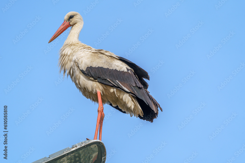 Fototapeta premium stork in a nest on a telegraph pole