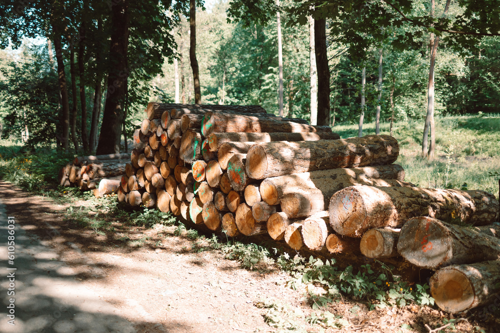 Log trunks pile, the logging timber wood industry in forest background. High quality photo Log trunks pile, the logging timber wood industry in forest background. High quality photo