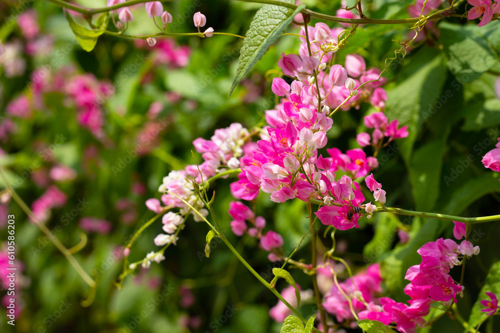 Mexican creeper, Chain of love flower, Coral vine. Mexican creeper, Chain of love flower, Coral vine.