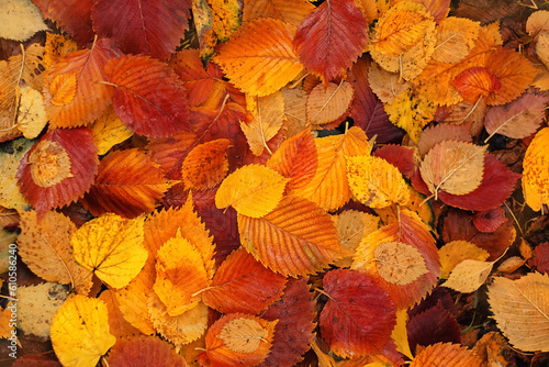 Autumn background. texture of colorful fallen trees foliage, abstract natural backdrop. beautiful harmony fall season. top view. template for design