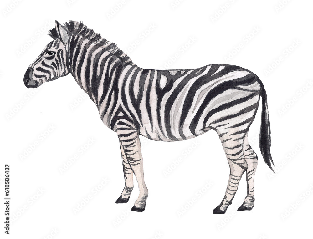 Obraz premium Watercolor zebra isolated on white background. African animal illustration, tropics. Savannah wildlife cartoon zoo safari poster. Jungle decoration.