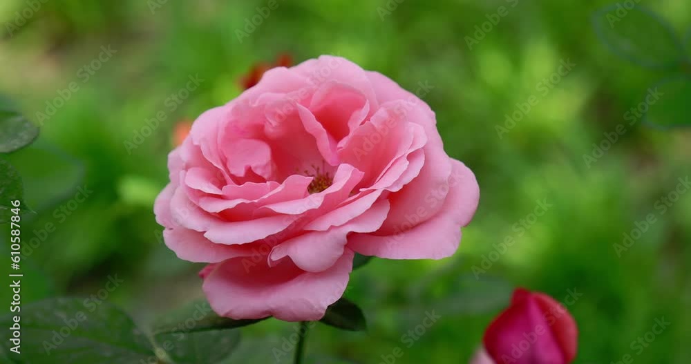 Summer blooming roses, green flowers, natural petals, and fresh plants Summer blooming roses, green flowers, natural petals, and fresh plants