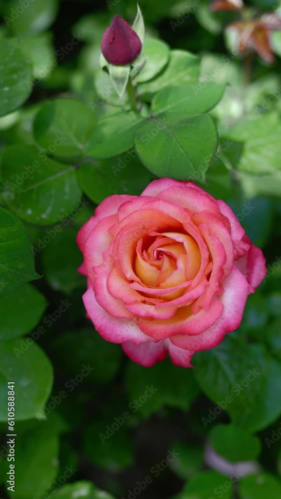 Summer blooming roses, green flowers, natural petals, and fresh plants Summer blooming roses, green flowers, natural petals, and fresh plants