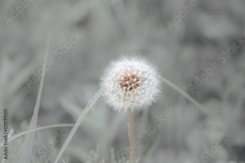 Beautiful puffy dandelions and flying seeds