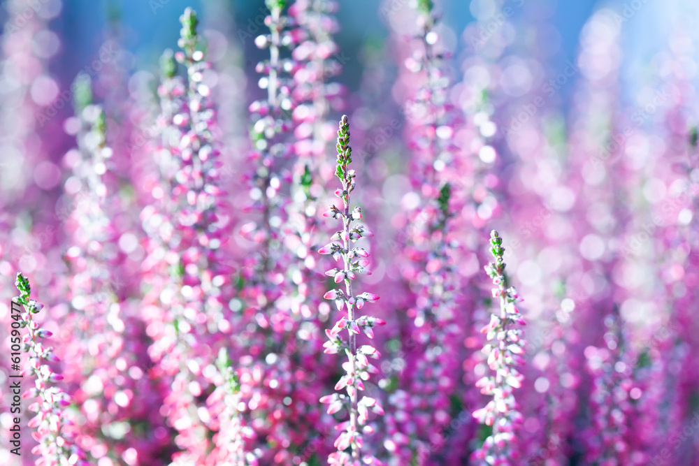 Obraz premium Blooming flowers of a wild heather plant. a field of delicate pink rose violet flowers in the rays of the sun. Macro view shallow depth of field, selective focus