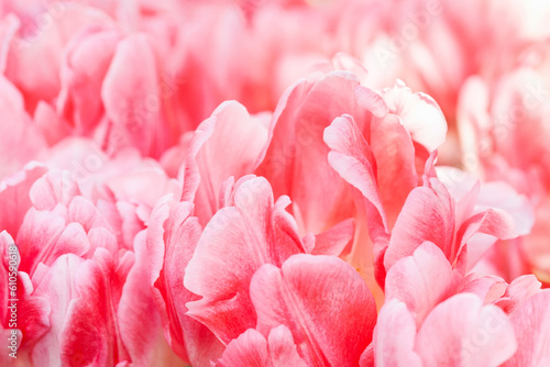 Pink petals of peony flowers close-up