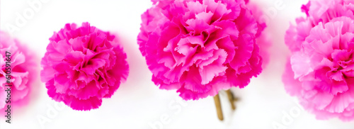 Group of pink carnations on plain white background from Generative AI