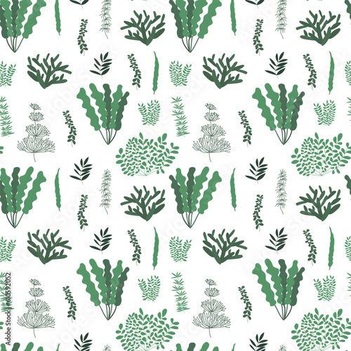 Seaweed and algae seamless pattern. Different kinds of underwater plants on white background
