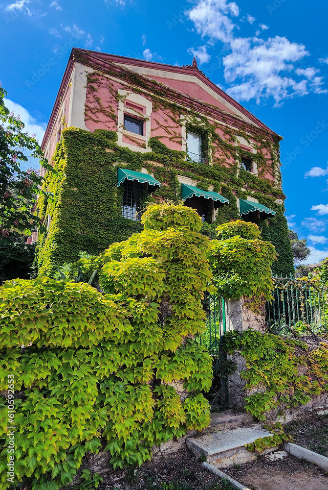 A beautiful house covered with ivy. Bright sunny day.