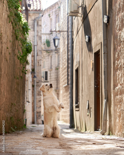 dog stands on its hind legs in the city. Golden Retriever on the background of the architecture of the old town center. Walking with a pet © annaav