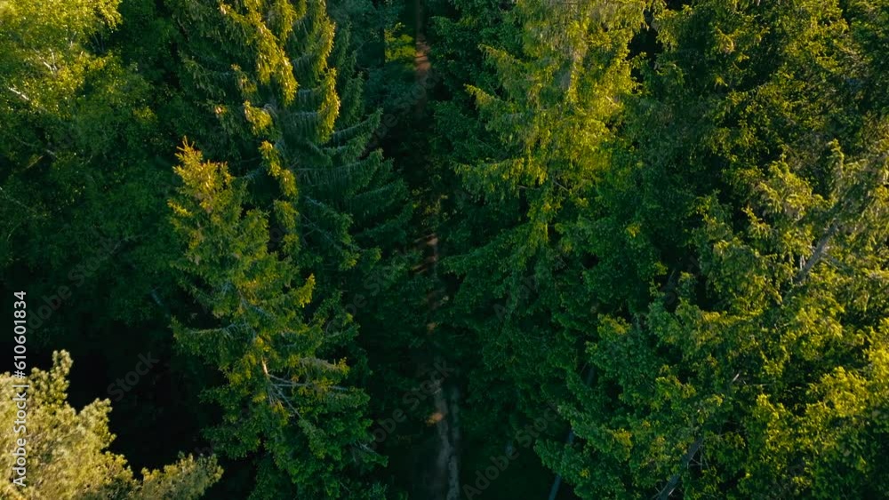 Aerial view of sidewalk in Bavarian forest at sunrise. Aerial view of sidewalk in Bavarian forest at sunrise.