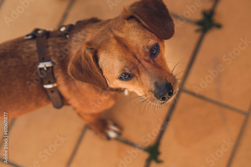dachshund mixed breed dog close up