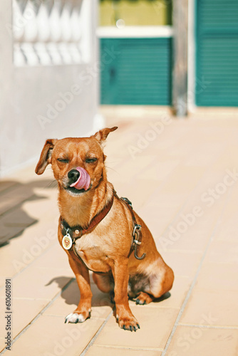 small dog licking his mouth, dachshund portrait mixed breed