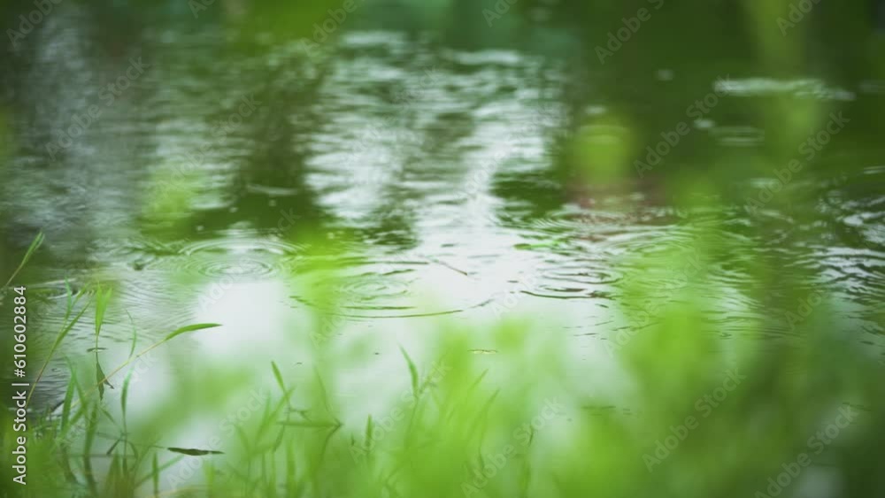Summer Lotus Pond Classical Natural leaf flowers Poetic Wind rain dew petal Summer Lotus Pond Classical Natural leaf flowers Poetic Wind rain dew petal