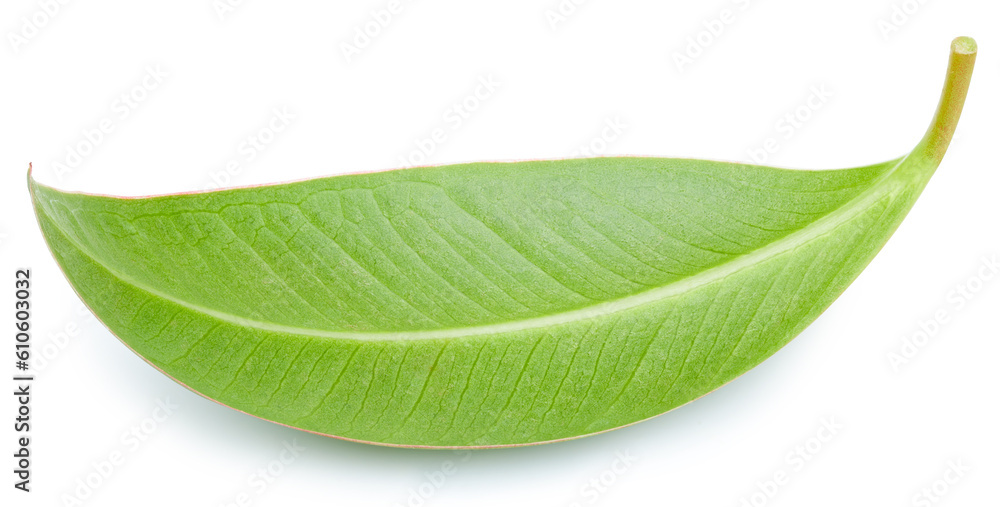 Obraz premium Mango leaves isolated