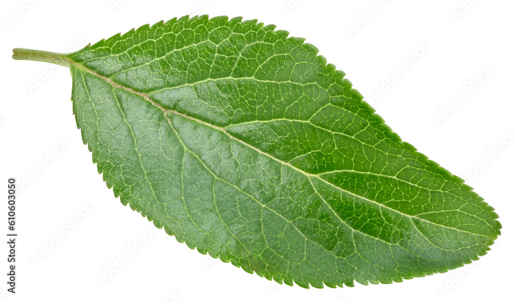 Obraz premium Plum leaves isolated