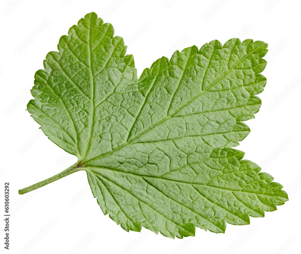 Currant leaves isolated Currant leaves isolated