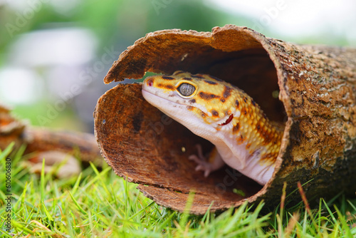 leopard lizard gecko  gecko on wood 