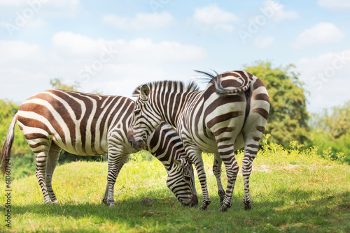 Two zebras stand side by side in a meadow and eat grass. Striped mammals are animals of the horse genus. Conservation and protection of animals in Africa  Ethiopia.