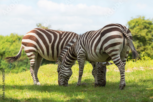 Two zebras graze in the meadow and eat grass. Striped animals of the genus horses. Conservation and protection of animals in Africa  Ethiopia.