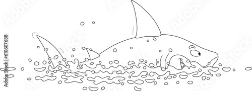 Funny hungry great white sh...