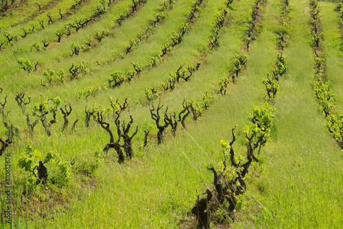 vineyard in the spring photo