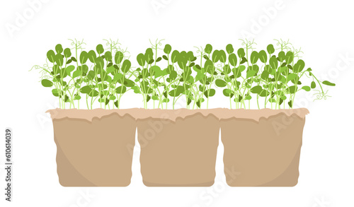 Evergreen green sprouts in pot concept. Agriculture, botany and biology. Plants and flowers. Gardening and horticulture. Poster or banner. Cartoon flat vector illustration isolated on white background