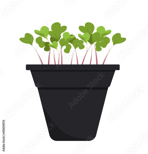 Evergreen green sprouts in pot concept. Plant sprouts with petals, flowers. Nature, botany and floristry, biology. Social media sticker. Cartoon flat vector illustration isolated on white background