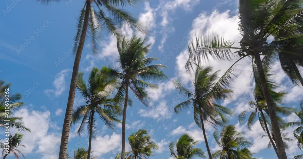 timelpase palm trees and beautiful sky over sea Amazing light nature colorful landscape Beautiful light nature sky and clouds seascape. timelpase palm trees and beautiful sky over sea Amazing light nature colorful landscape Beautiful light nature sky and clouds seascape.