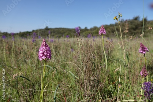 Wide-angle closeup on the purple flower of the Eurropean perennial herbaceous Pyramidal Orchid, Anacamptis pyramidalis photo