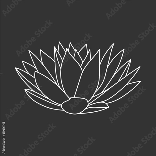 Succulent echeveria in doodle style, vector illustration. Desert flower hand drawn for print and design. Isolated white element on chalk board background. Home plant outline, side view