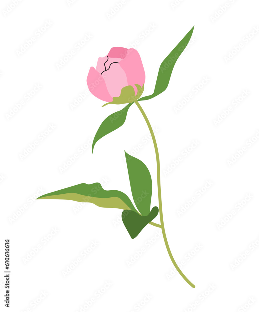 Fototapeta premium Pink elegant peony concept. Beautiful flower and plant. Marriadge and wedding aniversary. Decor for holiday and event. Cartoon flat vector collection isolated on white background