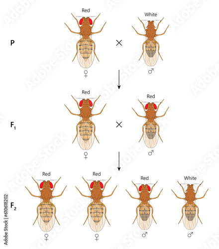  X-linked inheritance. Сross between Red-eyed female Fruit Fly (Drosophila melanogaster) and White-eyed male. photo