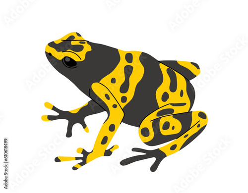 Tropical colorful frog concept. Exotic animal and lizard. Biology and zoology, jungle and rainforest fauna. Wildlife and nature. Cartoon flat vector illustration isolated on white background